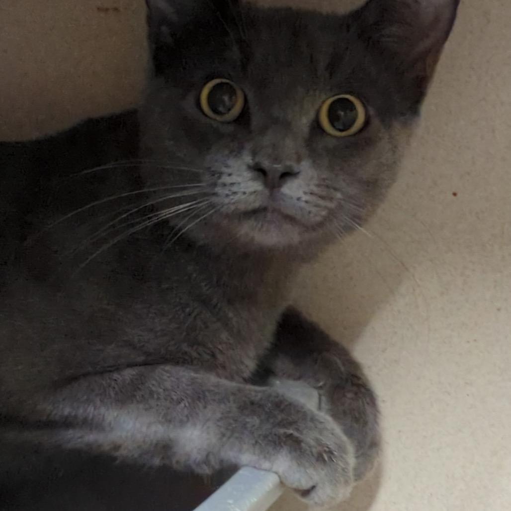 Enlarge Jason, a Adoptable Domestic Short Hair in Denison, TX image 2/4
