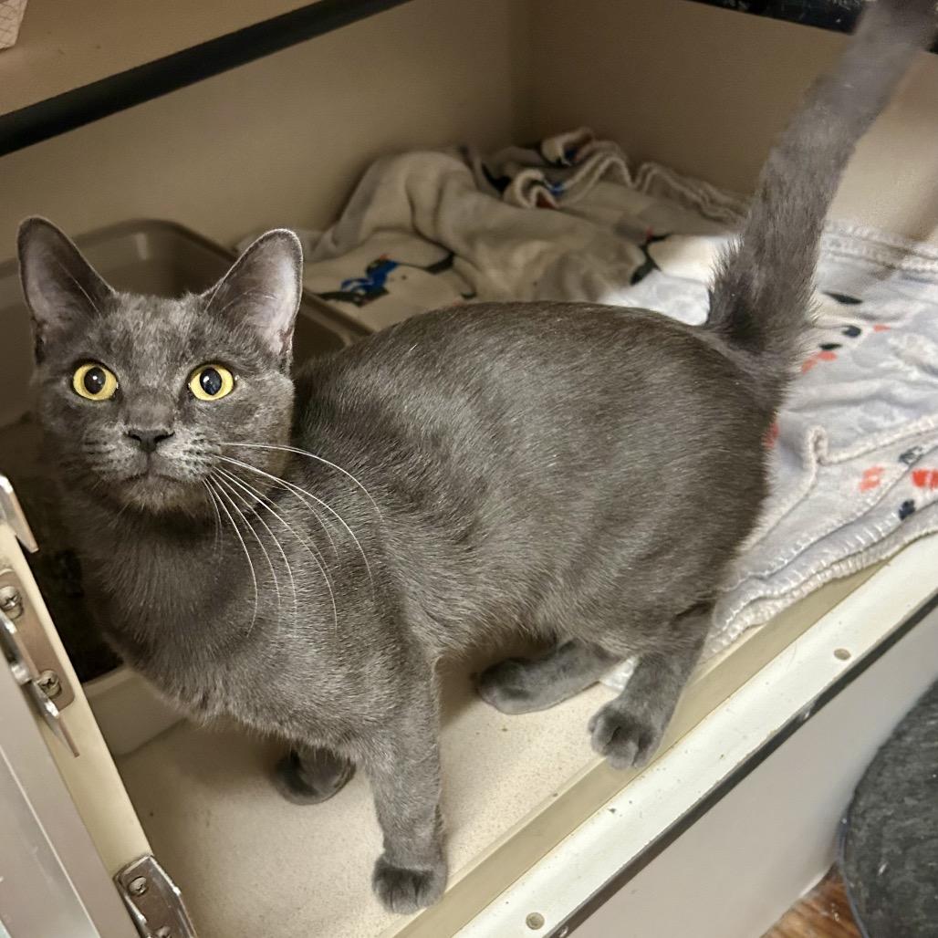 Enlarge Jason, a Adoptable Domestic Short Hair in Denison, TX image 3/4