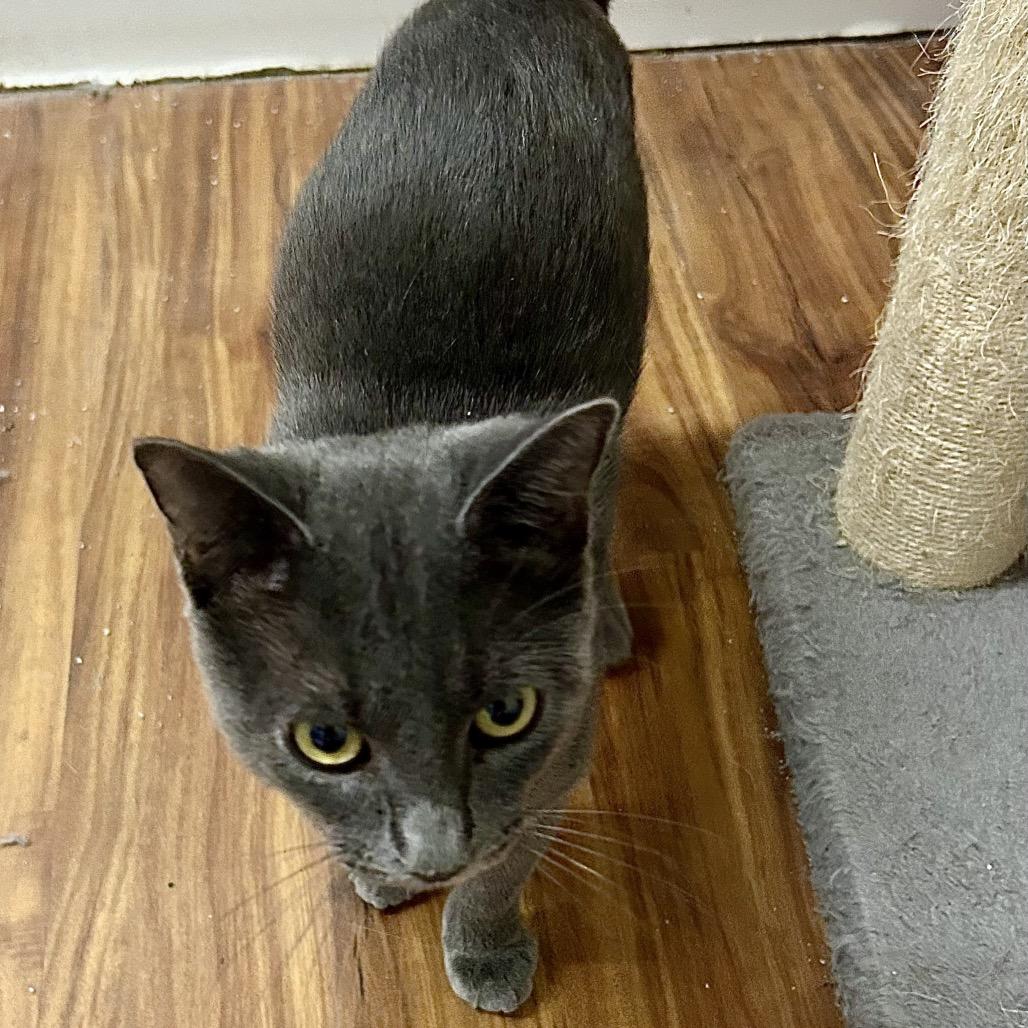 Enlarge Jason, a Adoptable Domestic Short Hair in Denison, TX image 4/4