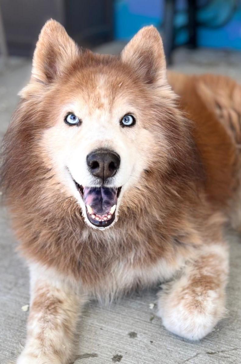 Top siberian chow chow New Arrivals