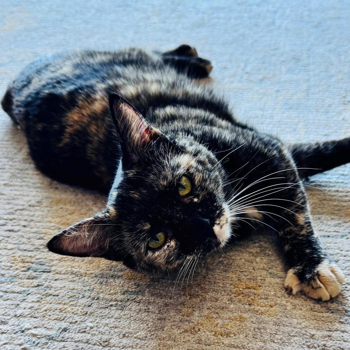 Umbra, Adoptable, Adult Female Domestic Short Hair.