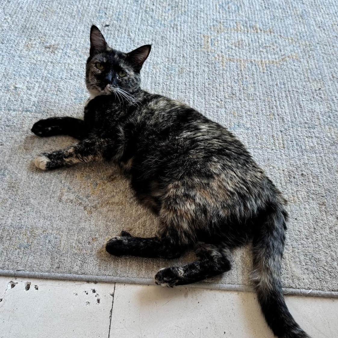 Enlarge Umbra, a Adoptable Domestic Short Hair in Plymouth, MN image 4/4