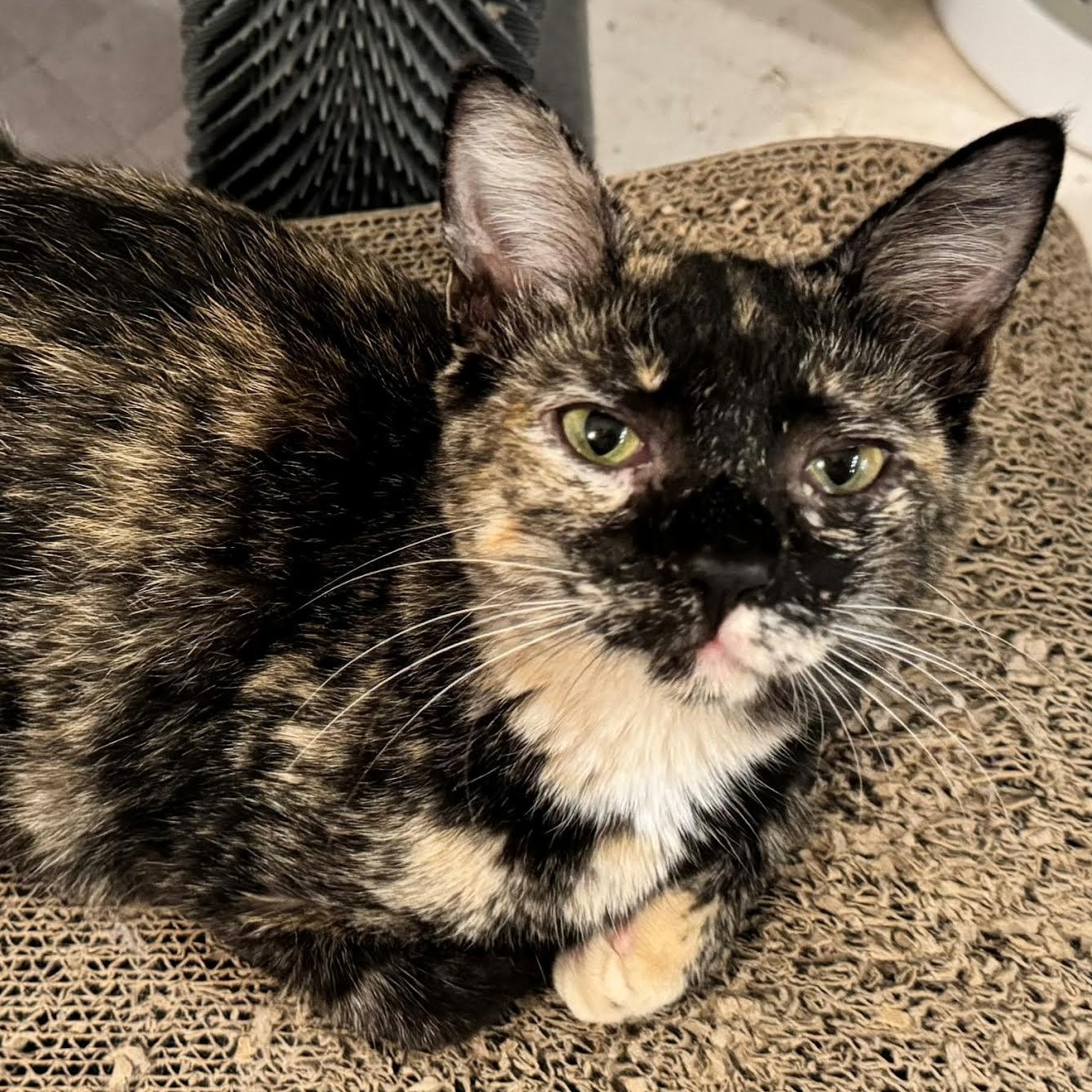 Enlarge Umbra, a Adoptable Domestic Short Hair in Plymouth, MN image 1/4