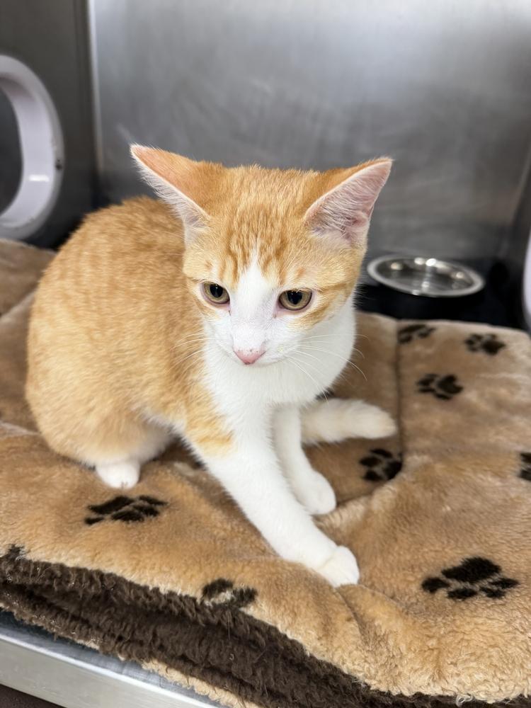 Bailey, a Adoptable Domestic Short Hair in Stockton, CA image 1/4