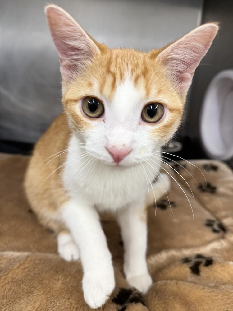 Bailey, a Adoptable Domestic Short Hair in Stockton, CA image 2/4