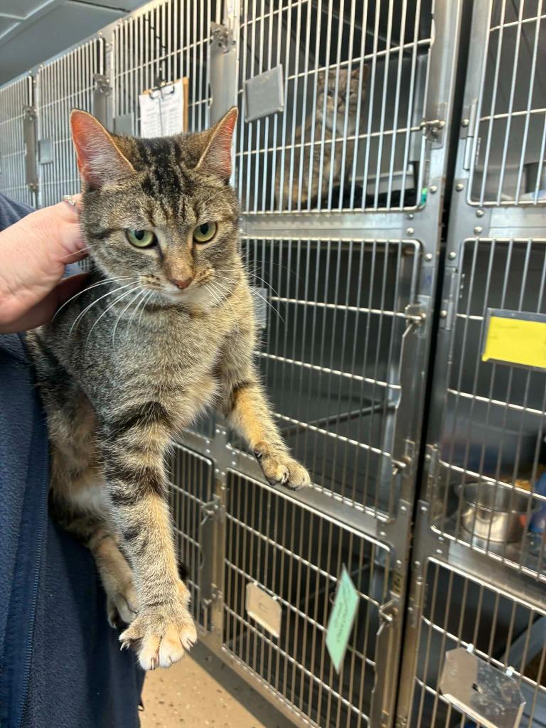 Enlarge Roxy, a Adoptable mixed breed in Camden, TN image 1/1