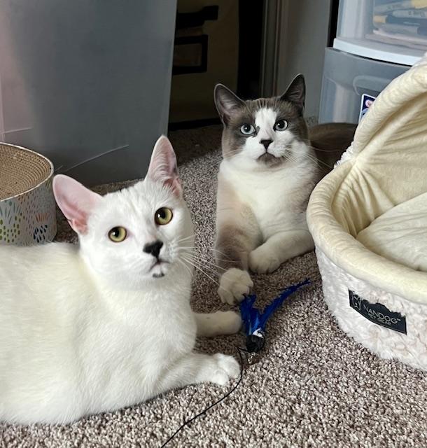 Gidget and Ash, an adoptable Siamese, Snowshoe in Panama City Beach, FL, 32413 | Photo Image 1