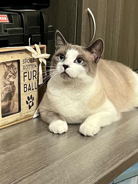 Gidget and Ash, an adoptable Siamese, Snowshoe in Panama City Beach, FL, 32413 | Photo Image 6