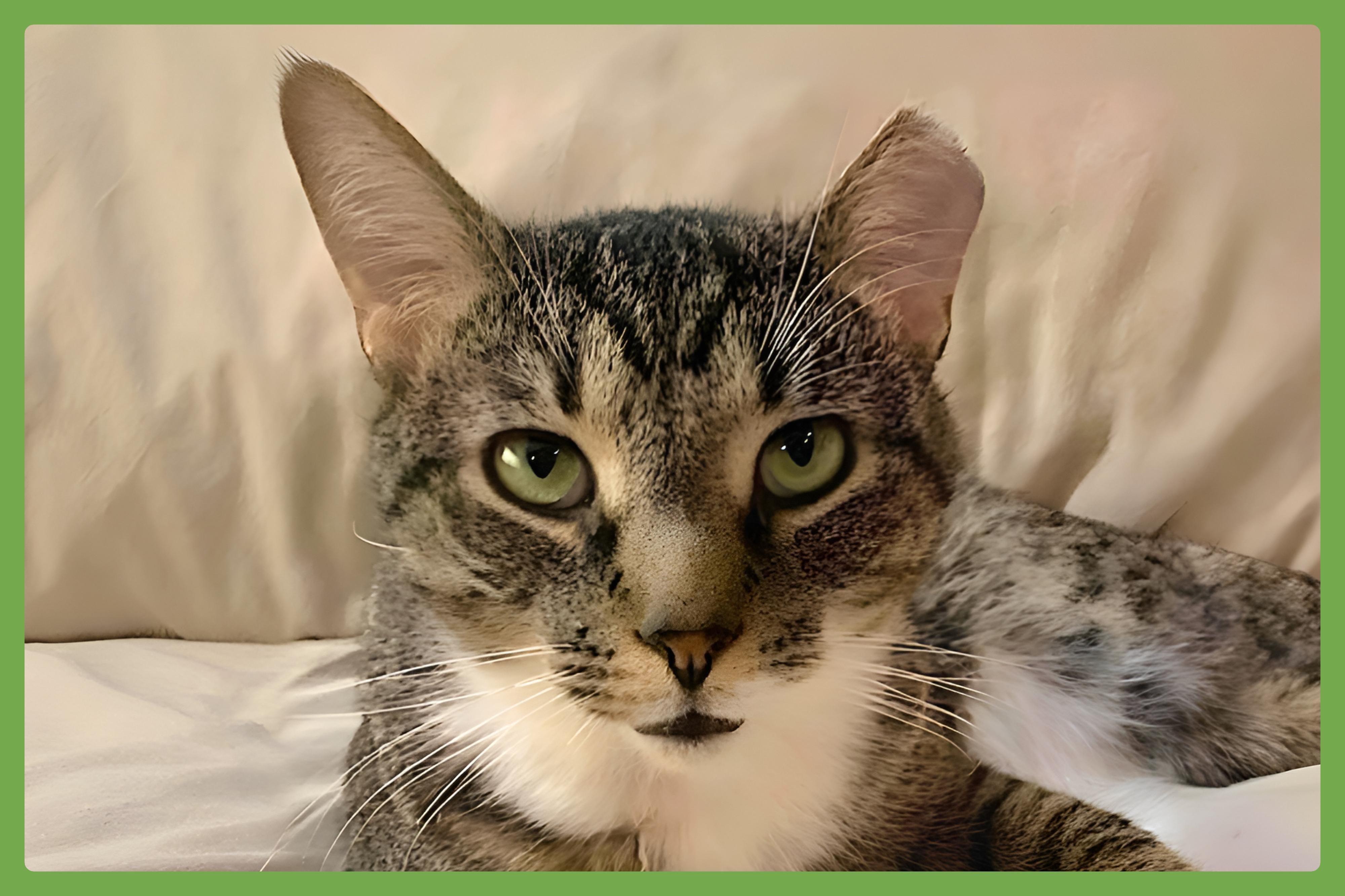 Poppa Bear — thumbnail 3