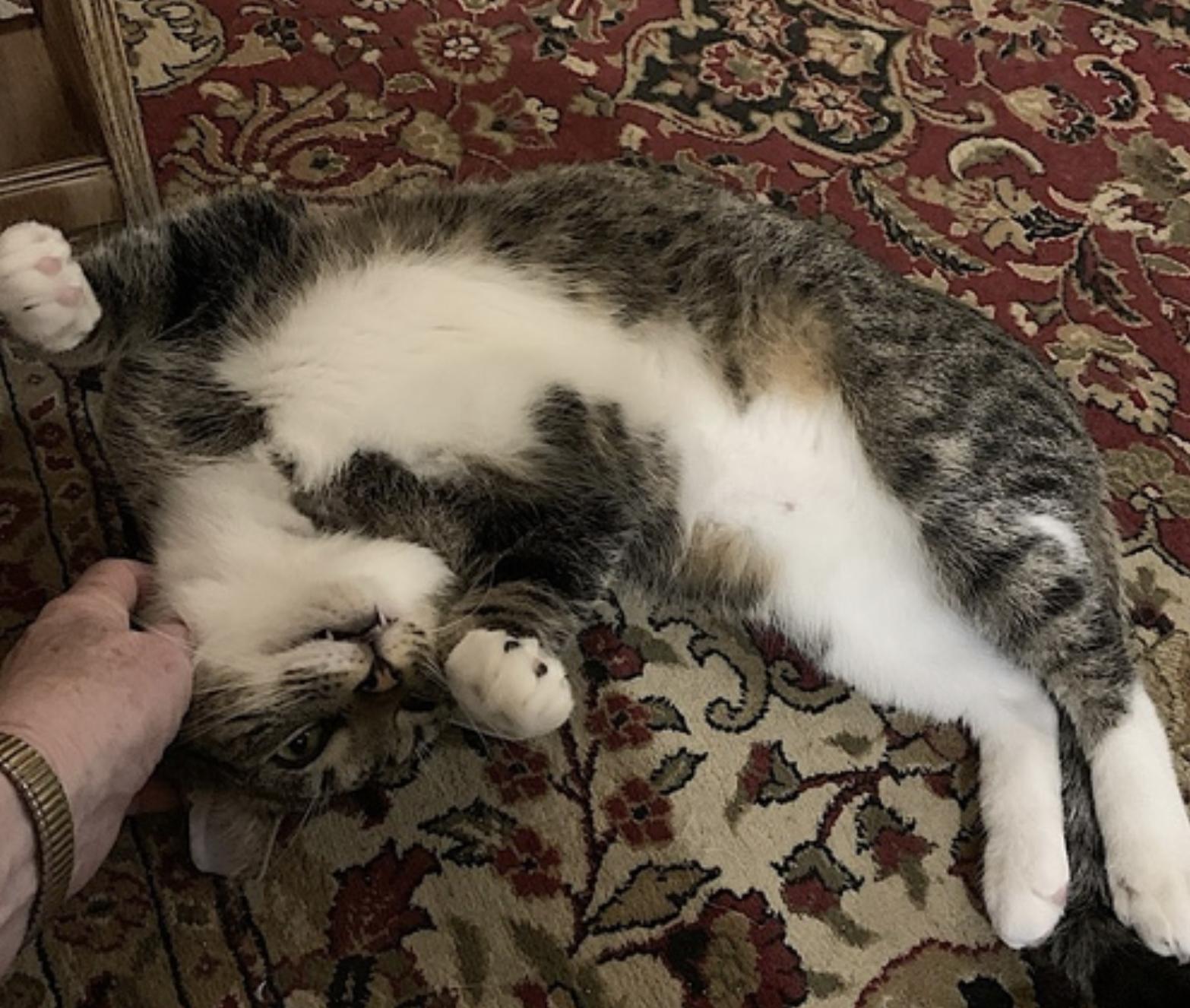 Poppa Bear — thumbnail 5