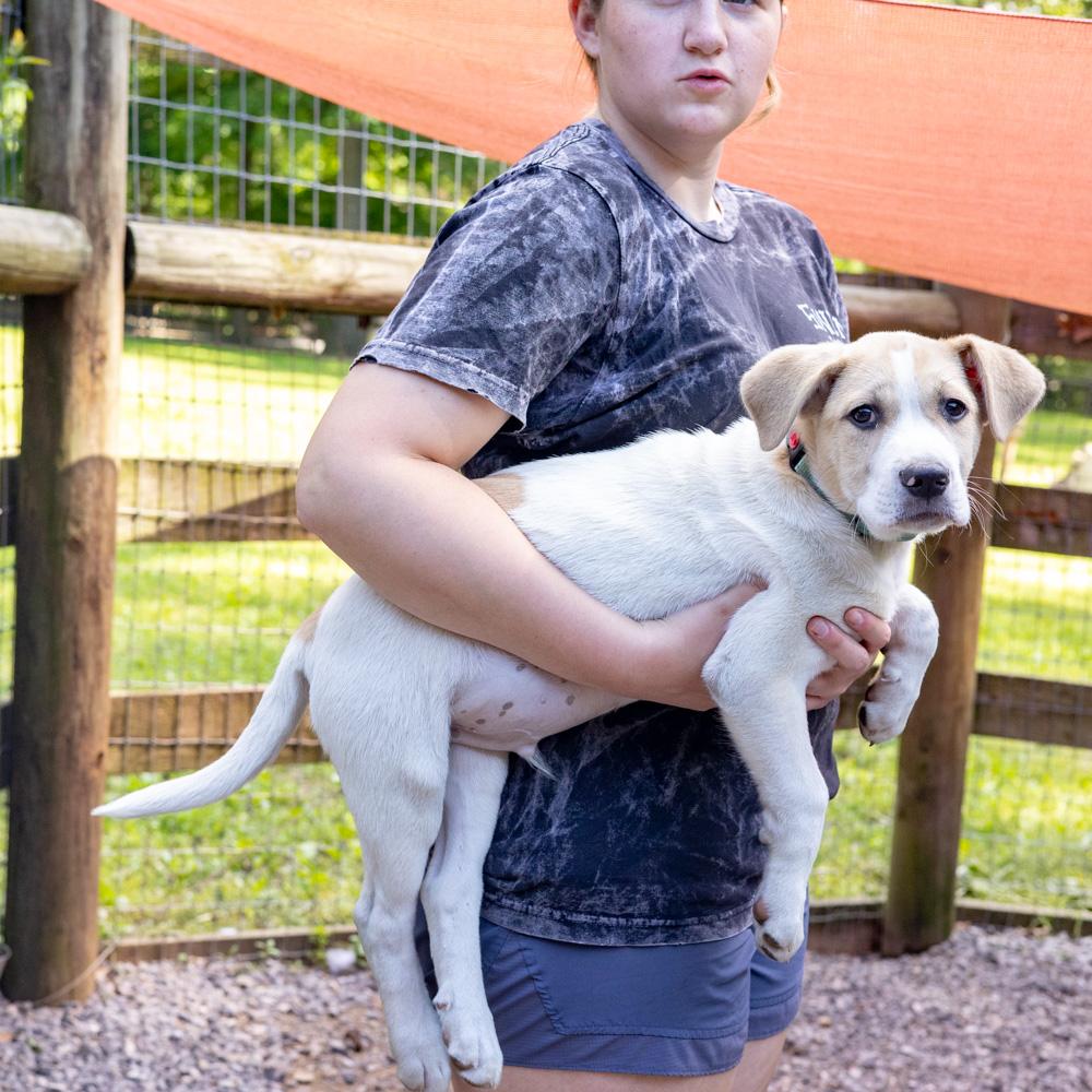 Enlarge Jenga (Male), a Adoptable mixed breed in West Grove, PA image 5/5