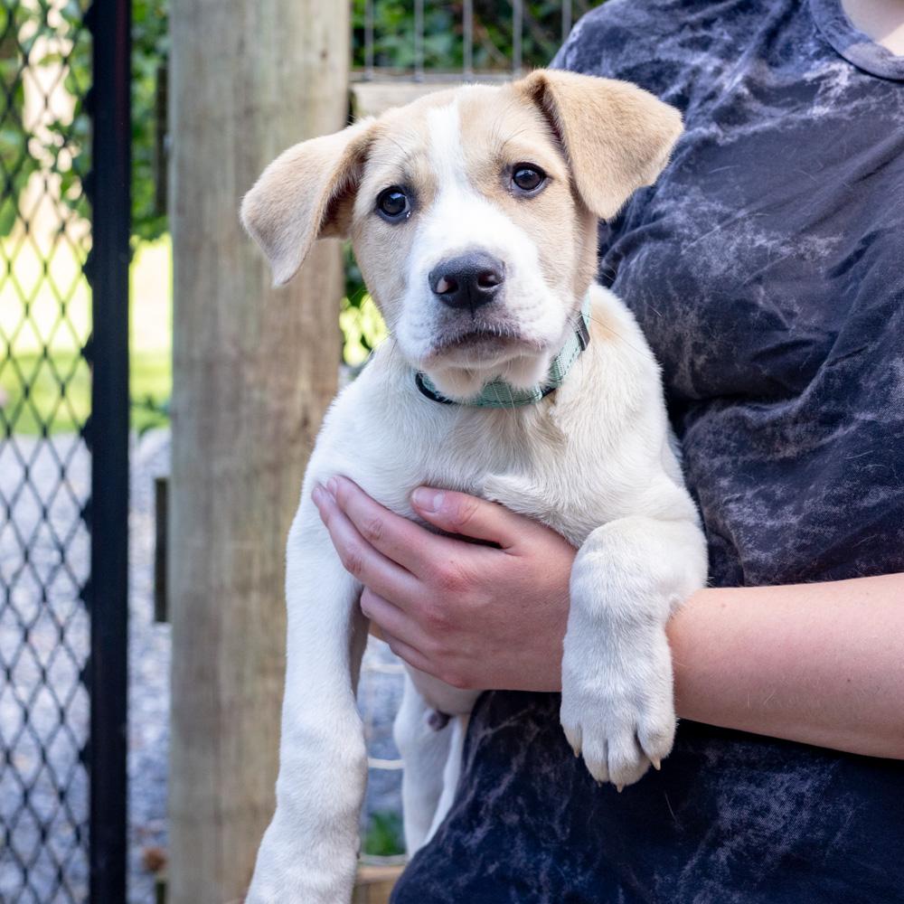 Enlarge Jenga (Male), a Adoptable mixed breed in West Grove, PA image 3/5