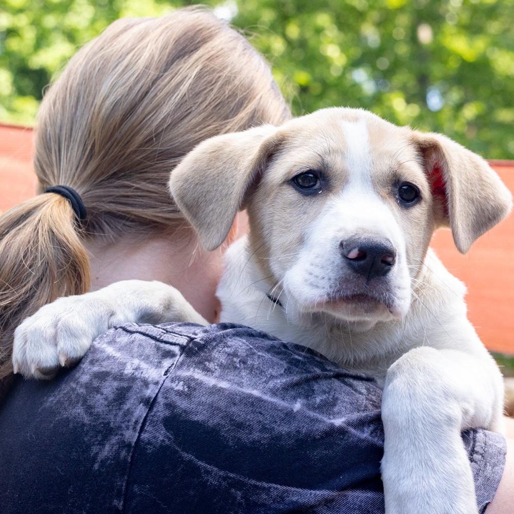 Enlarge Jenga (Male), a Adoptable mixed breed in West Grove, PA image 4/5