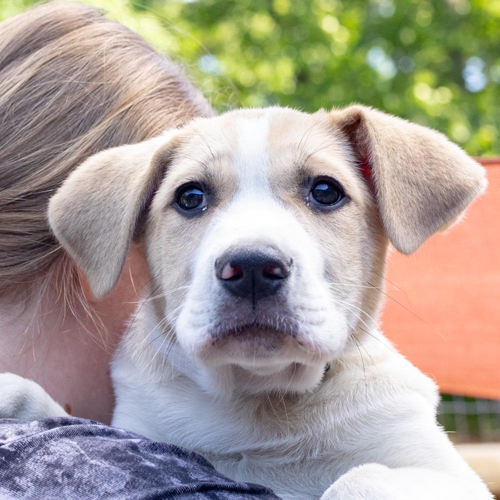 Jenga (Male), Adoptable, Puppy Male Saint Bernard & Boxer.