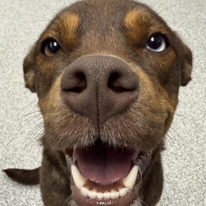 Enlarge Alice, an adopted mixed breed in Tinley Park, IL image 2/2