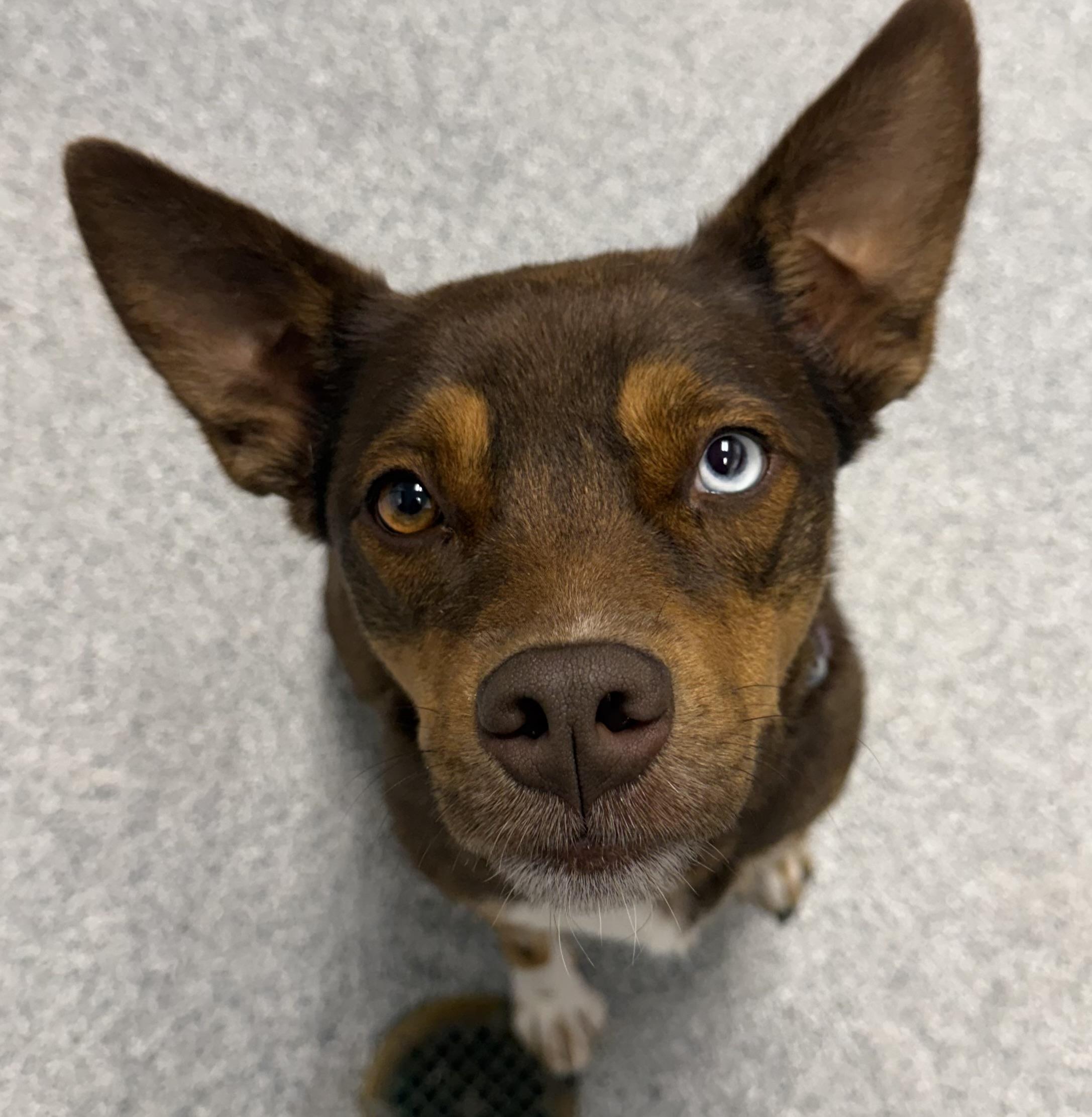 Alice, adopted, Young Female Beagle & Australian Shepherd.