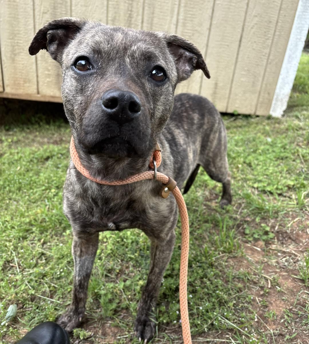 Enlarge Barbara, a ADOPTABLE mixed breed in Stillwater, OK image 1/4