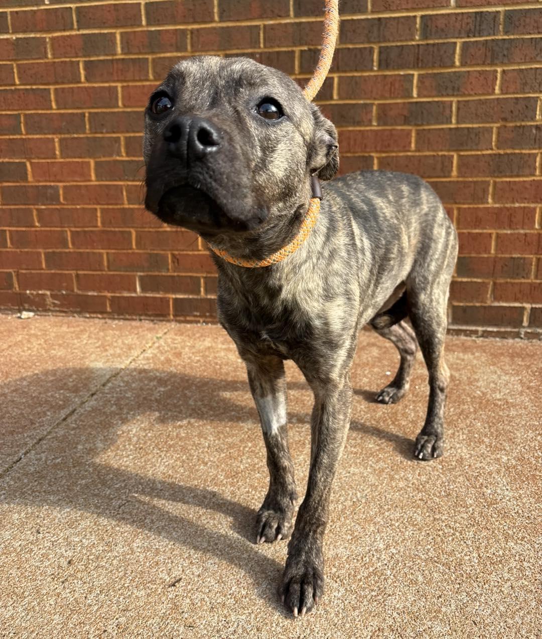 Barbara, ADOPTABLE, Adult Female Pit Bull Terrier.