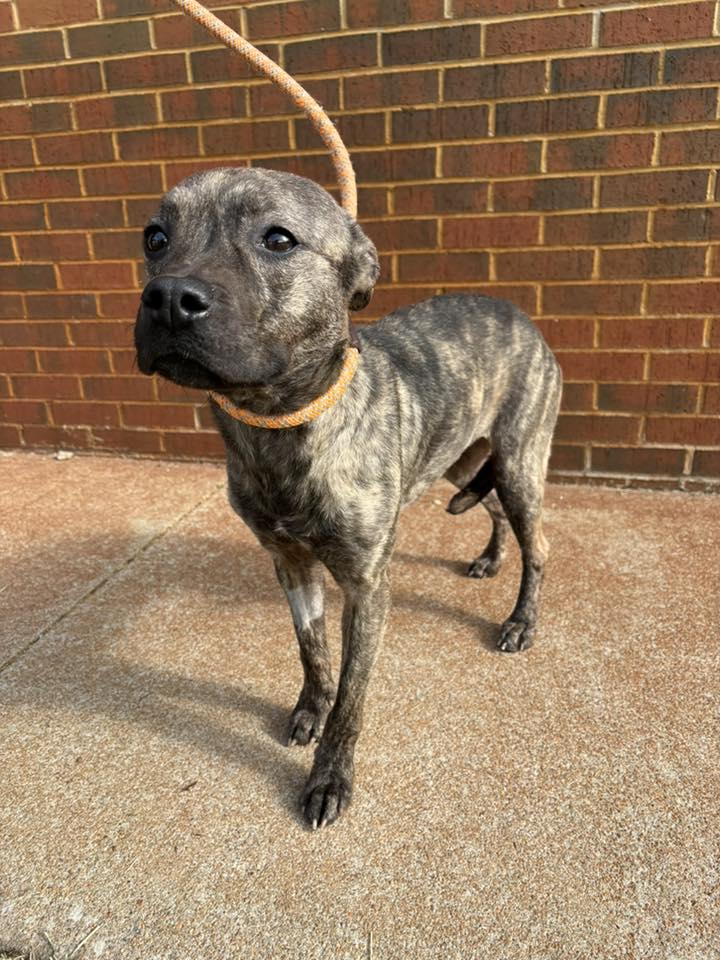 Enlarge Barbara, a ADOPTABLE mixed breed in Stillwater, OK image 2/2