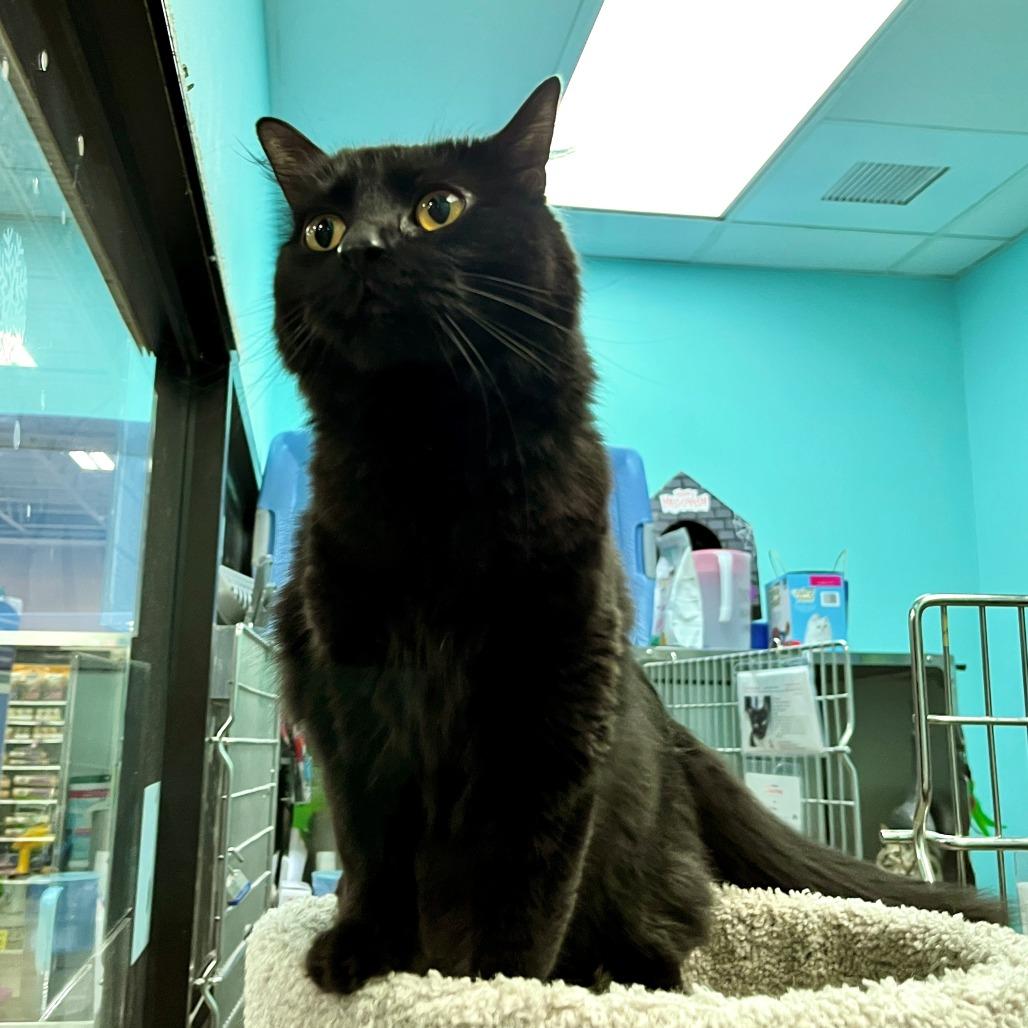 Choccy — thumbnail 2