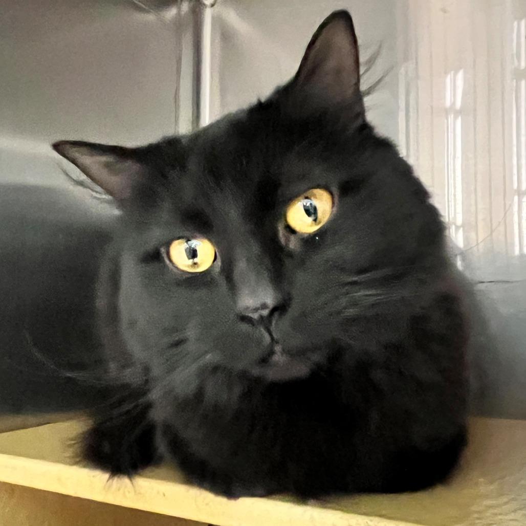 Choccy — thumbnail 3