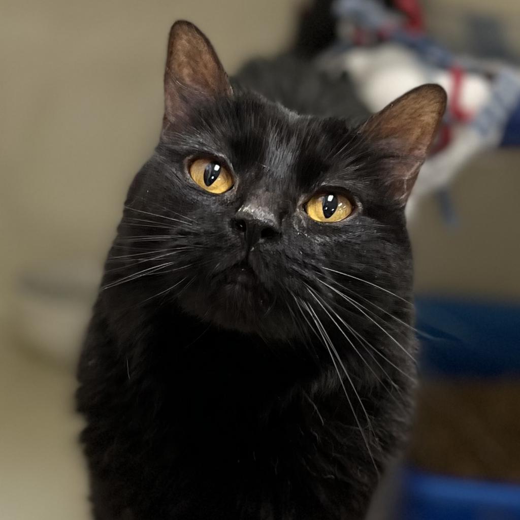 Choccy — thumbnail 4