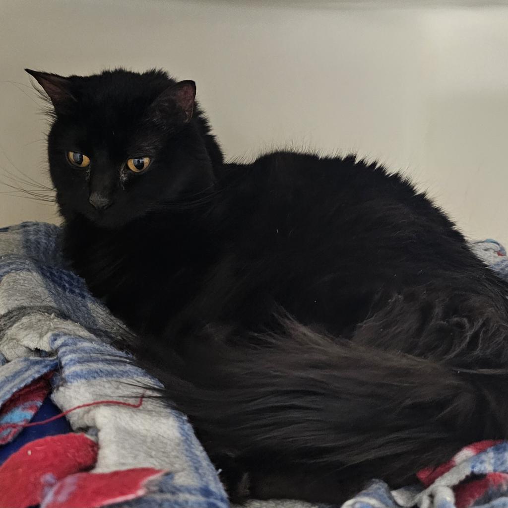 Choccy — thumbnail 5