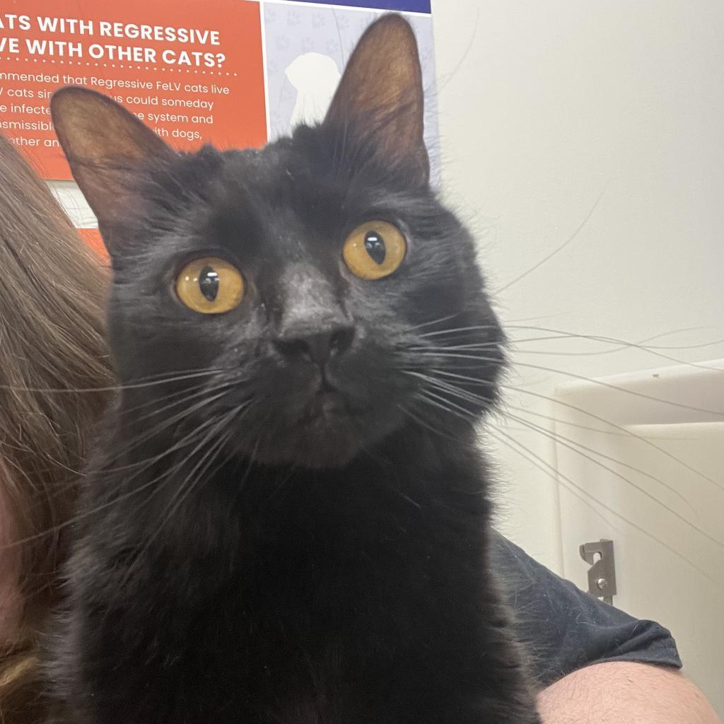 Choccy — thumbnail 6