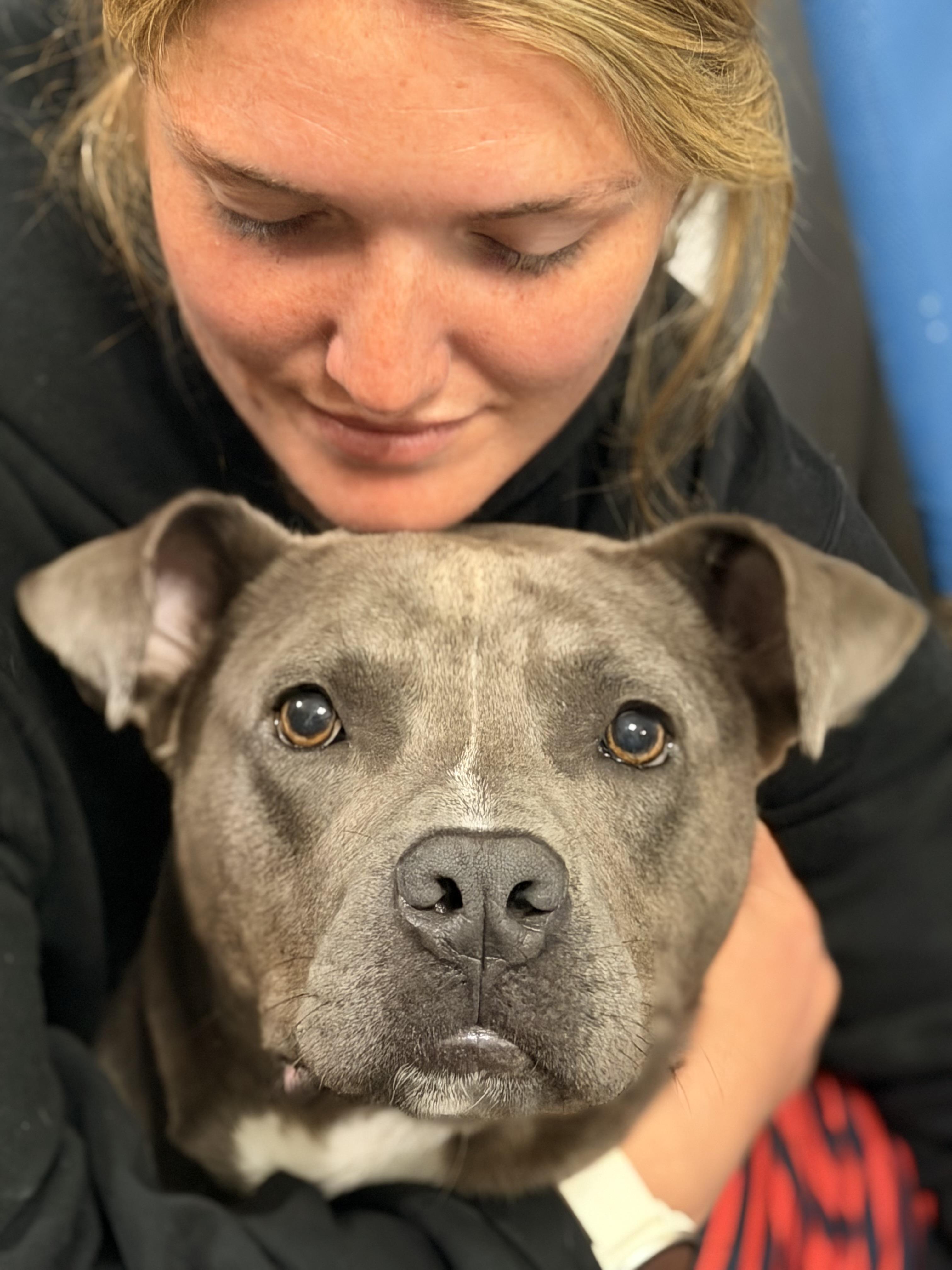 Enlarge Opie, a Adoptable mixed breed in Carmel, NY image 2/6