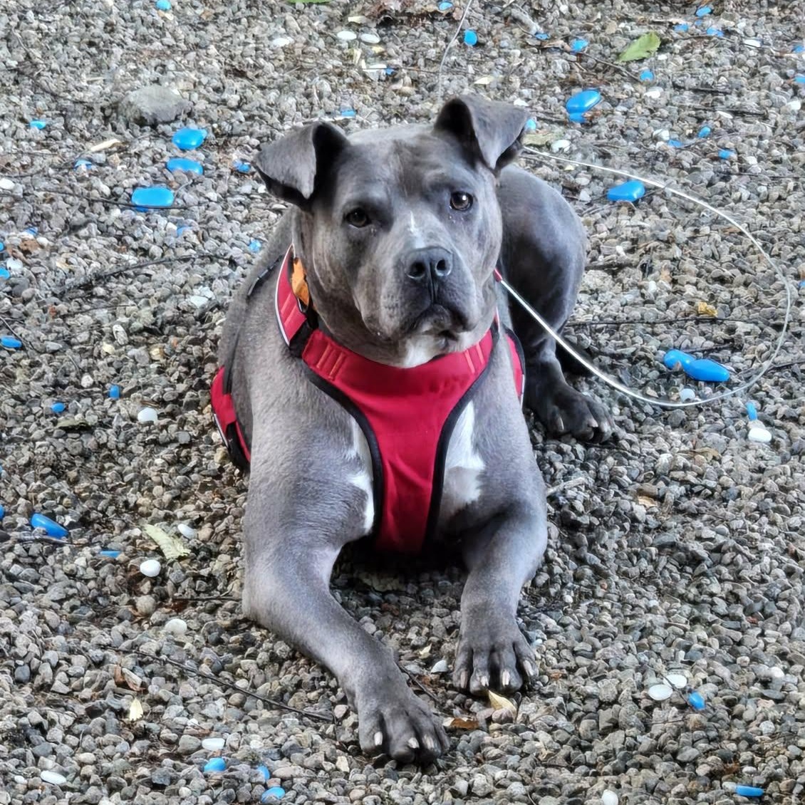 Opie, Adoptable, Adult Male Pit Bull Terrier.