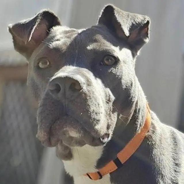 Enlarge Opie, a Adoptable mixed breed in Carmel, NY image 4/6