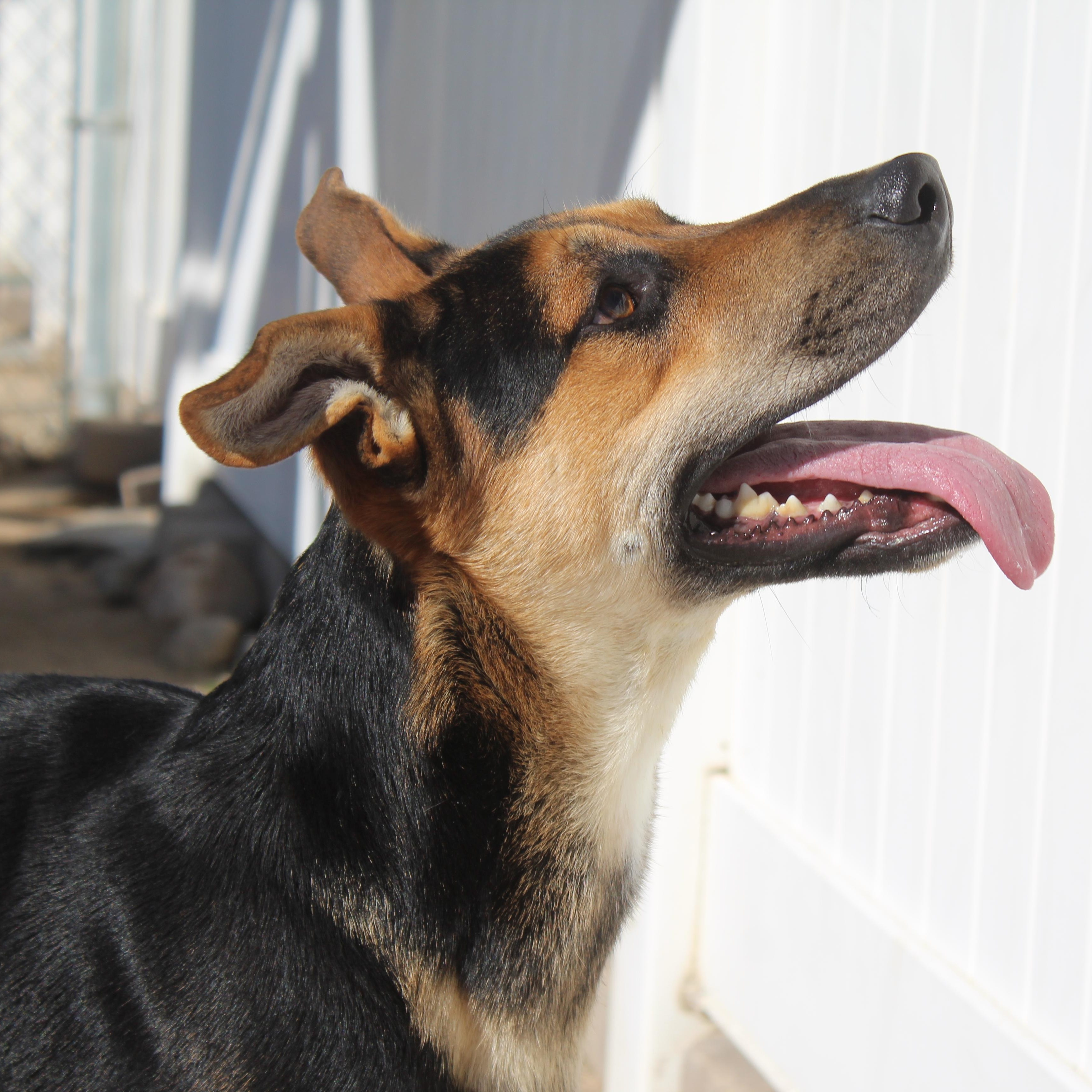 Enlarge Jerry, a Adoptable mixed breed in Yucca Valley, CA image 1/3