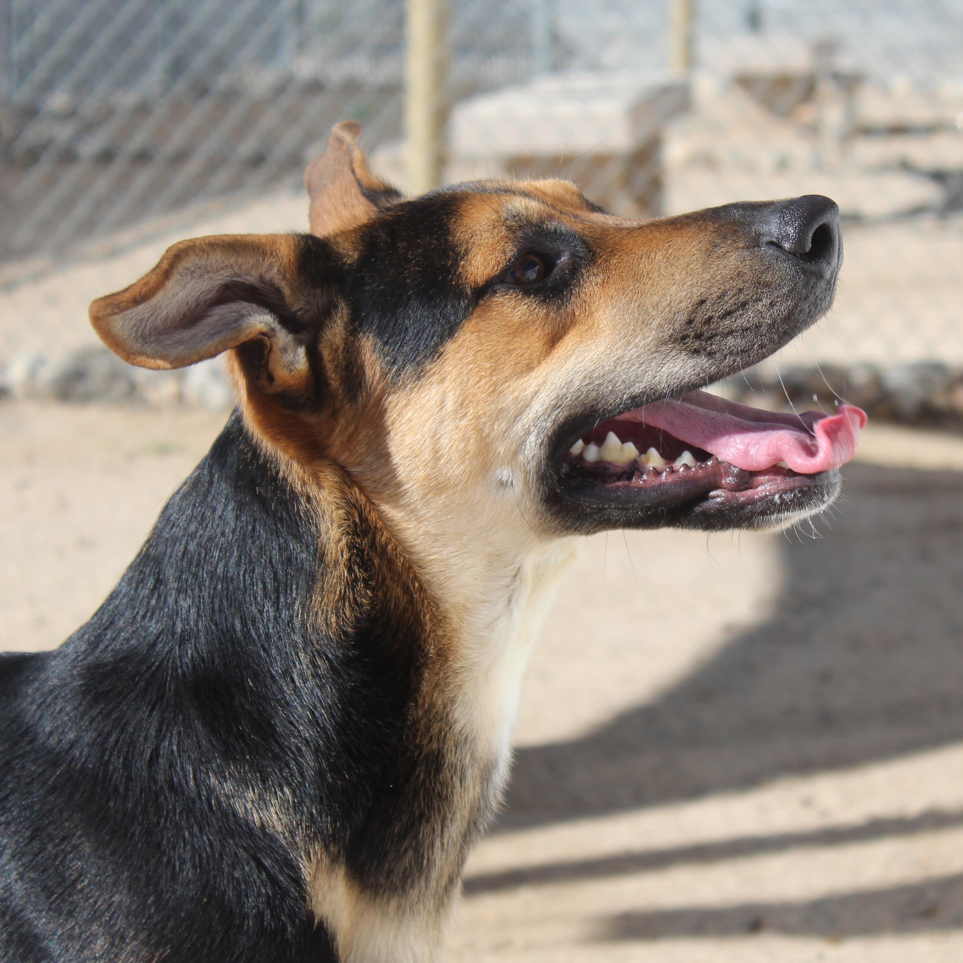 Jerry, Adoptable, Young Male Shepherd.