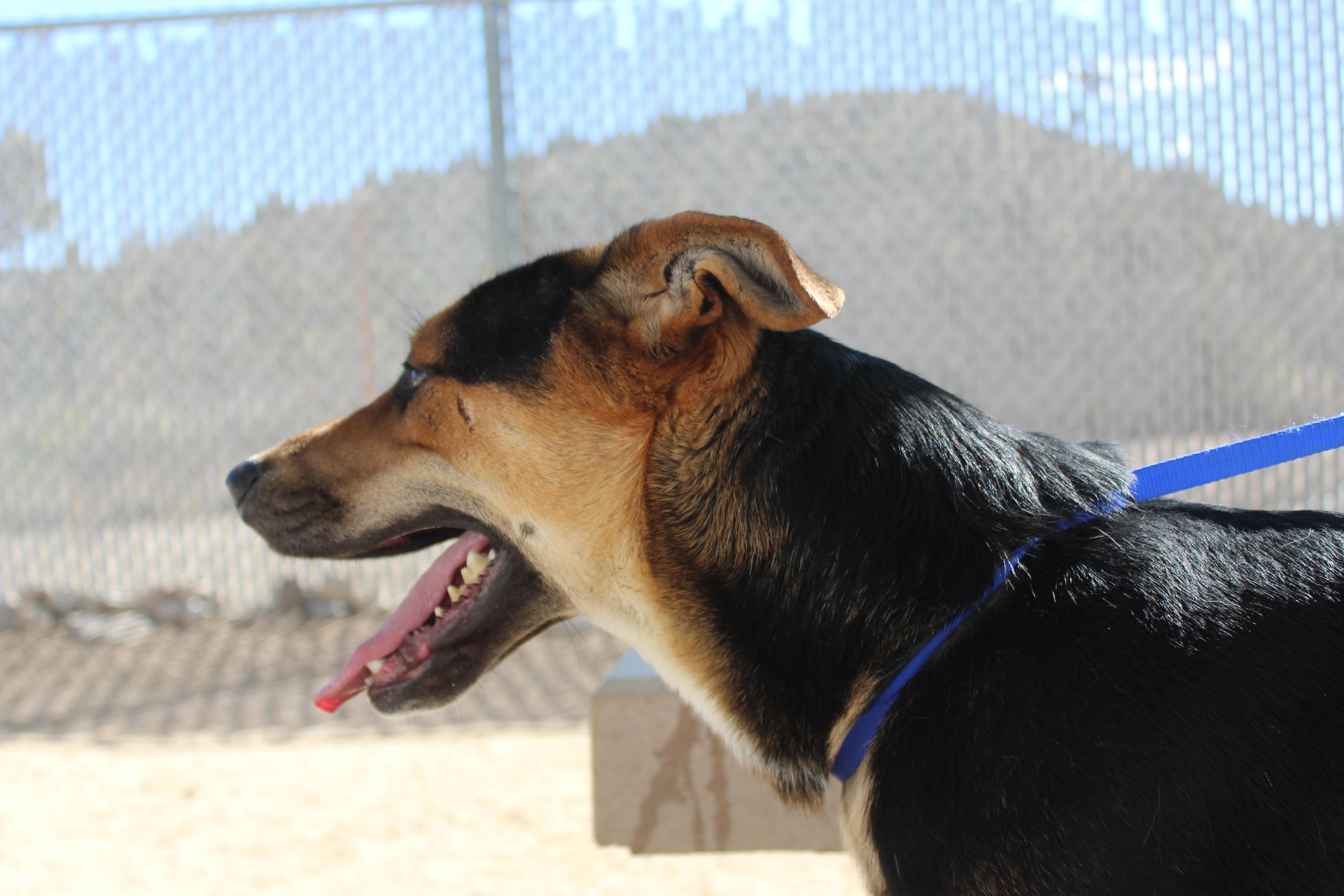 Jerry, a Adoptable mixed breed in Yucca Valley, CA image 3/4