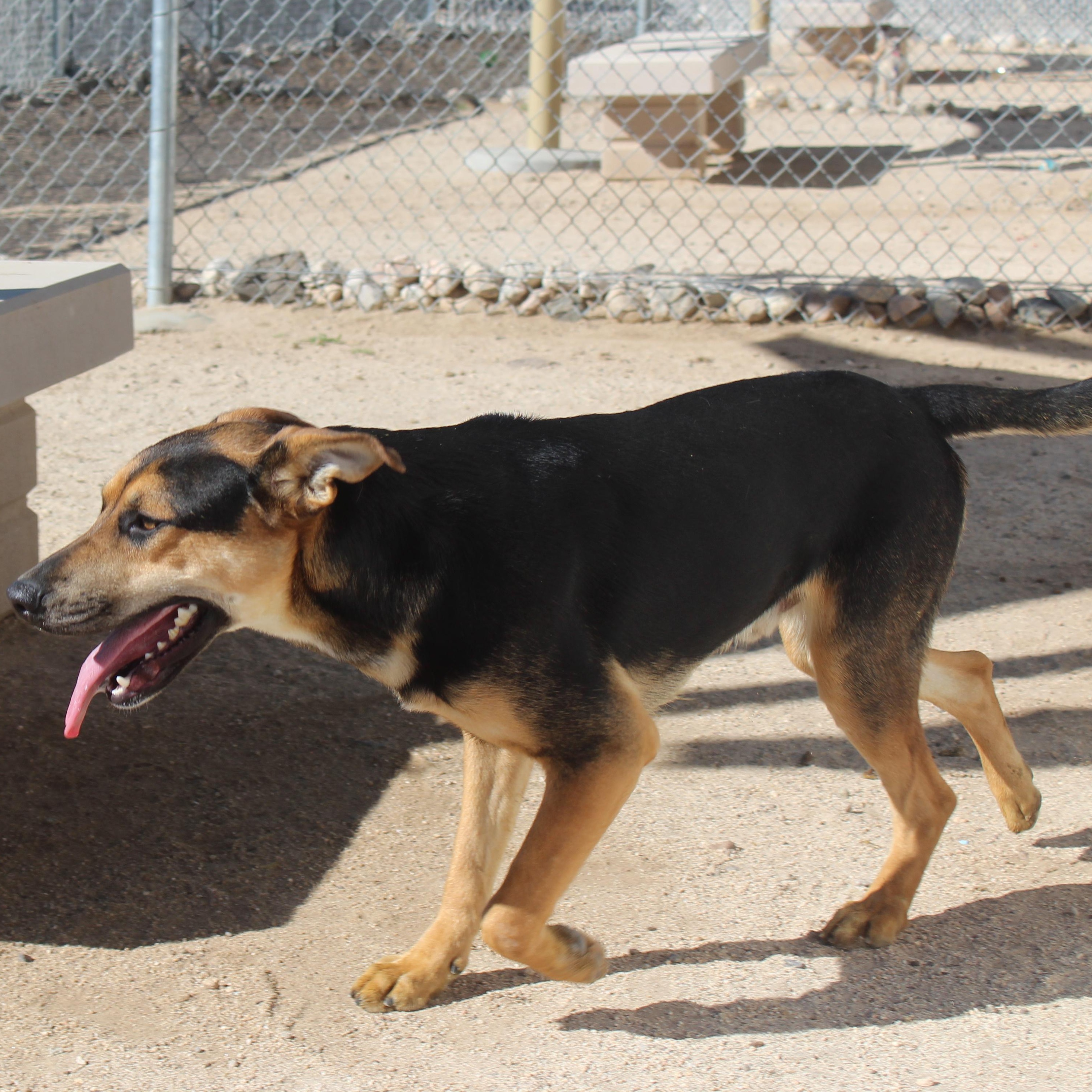 Enlarge Jerry, a Adoptable mixed breed in Yucca Valley, CA image 3/3