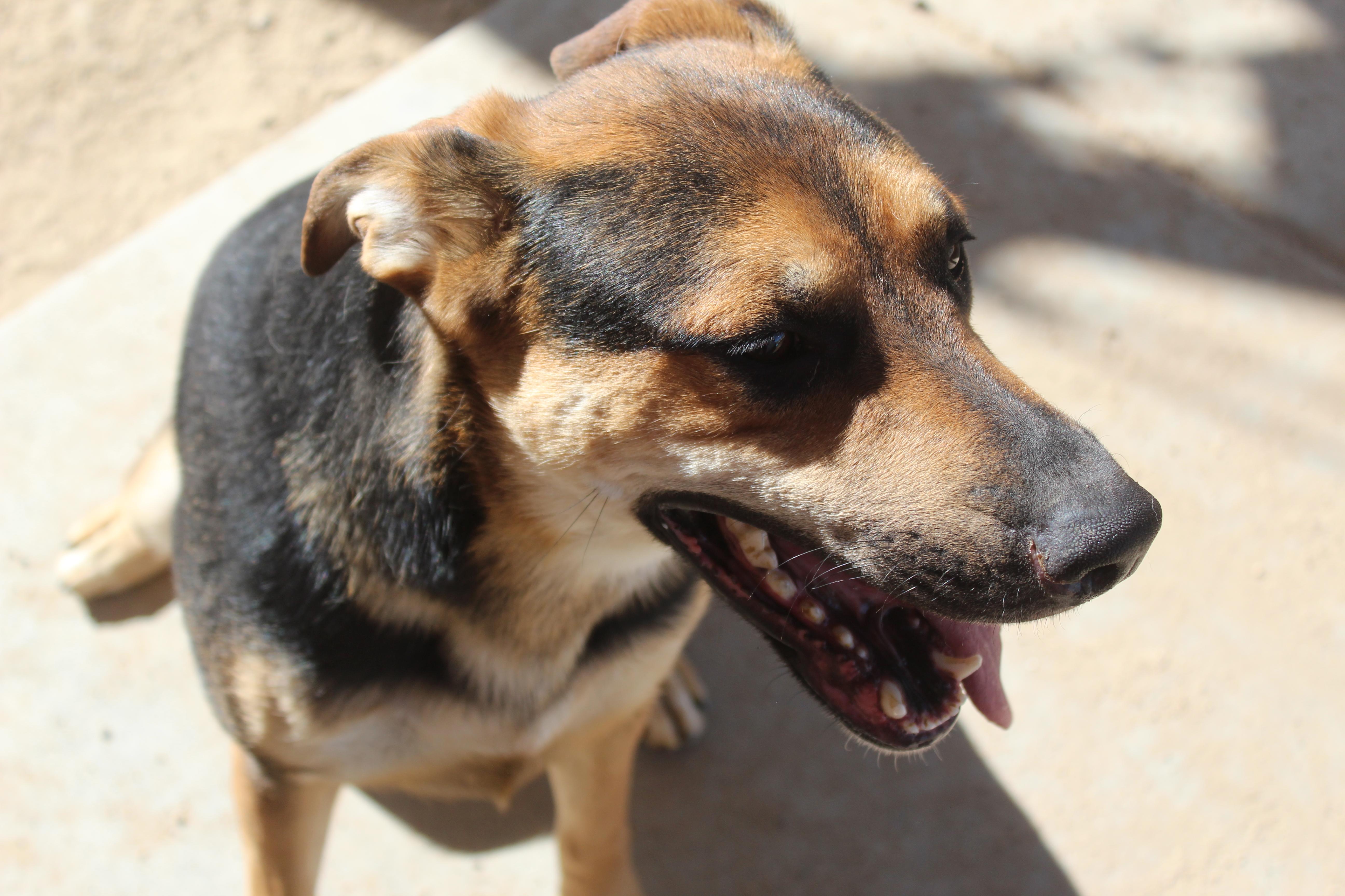 Enlarge Jerry, an adoptable mixed breed in Yucca Valley, CA image 5/5
