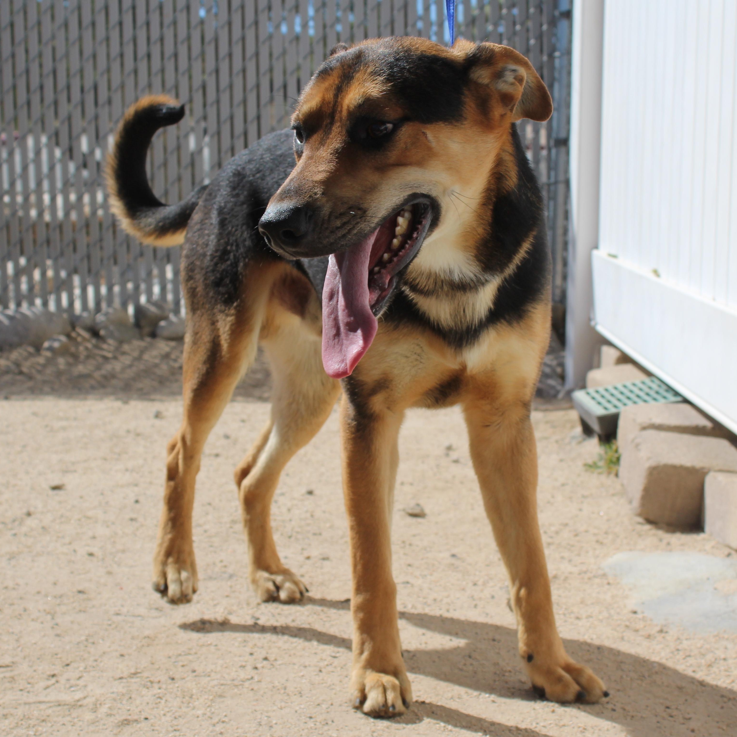 Jerry, a Adoptable mixed breed in Yucca Valley, CA image 4/4