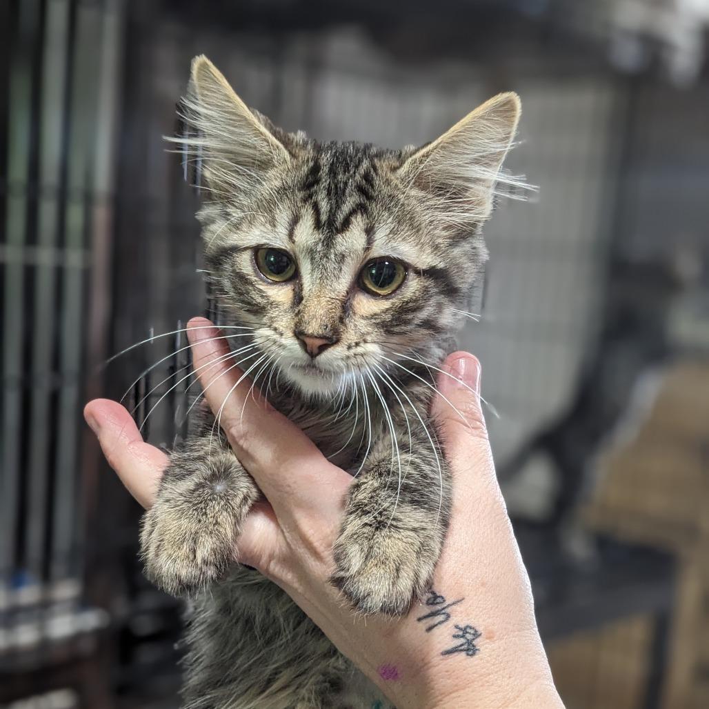 Feesh, Baby Female Domestic Short Hair