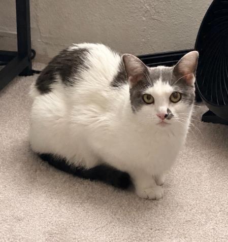 DELLA, Adoptable, Young Female Domestic Short Hair.