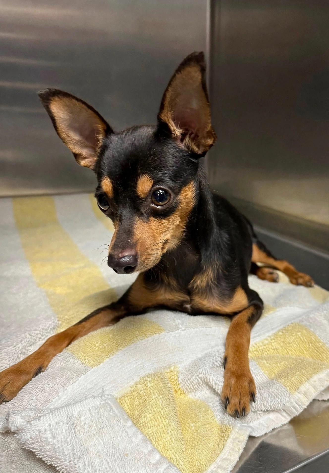 Enlarge Winston, a Adoptable Miniature Pinscher in Henderson, NV image 1/5