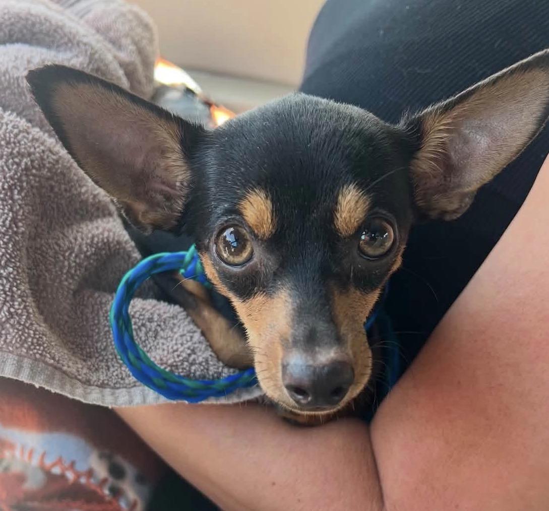 Enlarge Winston, a Adoptable Miniature Pinscher in Henderson, NV image 4/5