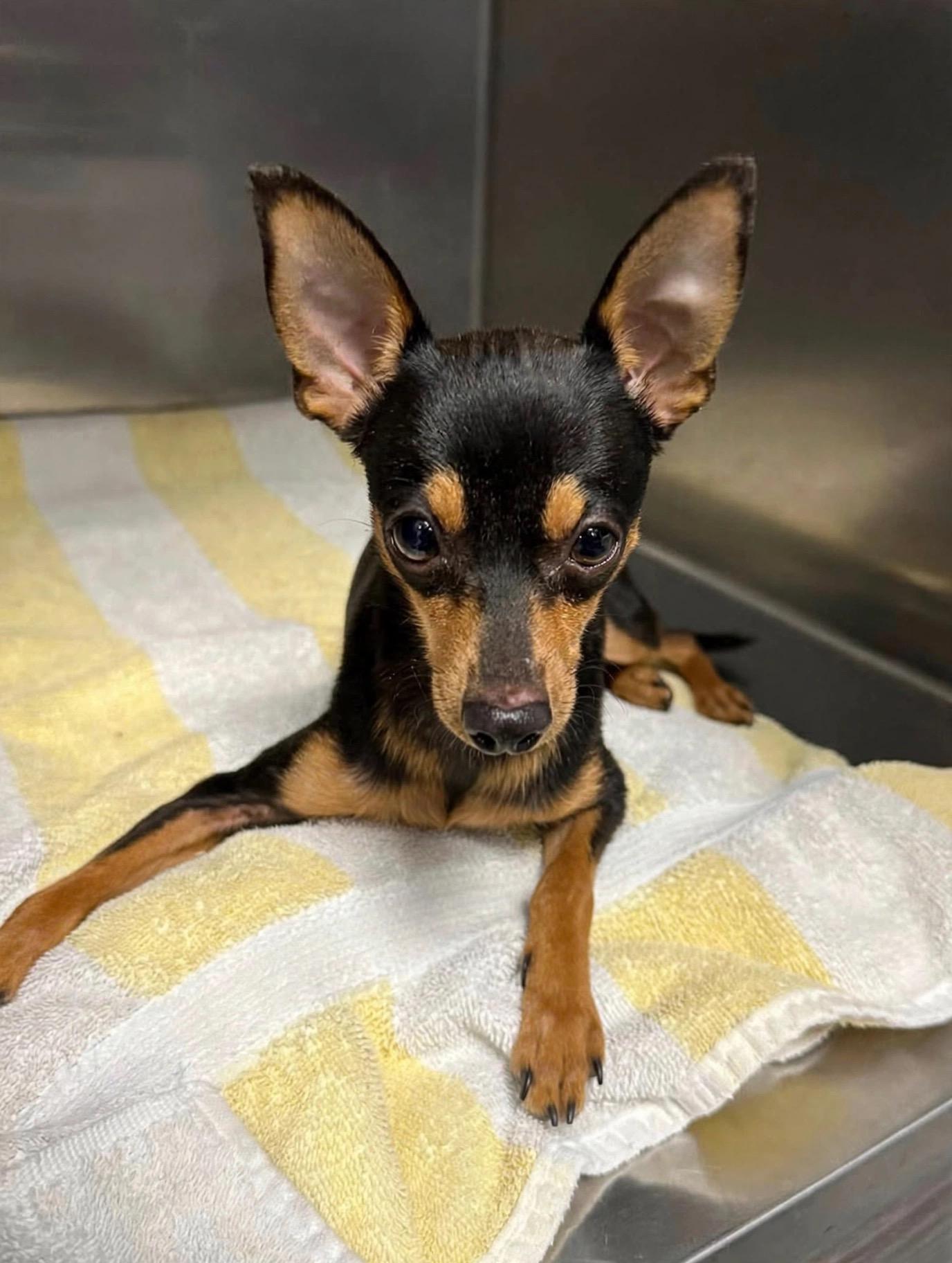 Enlarge Winston, a Adoptable Miniature Pinscher in Henderson, NV image 2/5