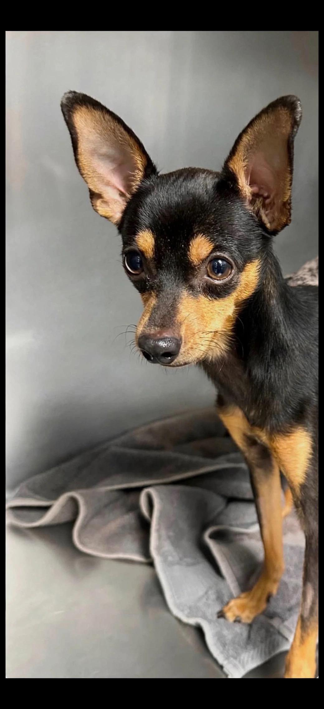 Enlarge Winston, a Adoptable Miniature Pinscher in Henderson, NV image 3/5