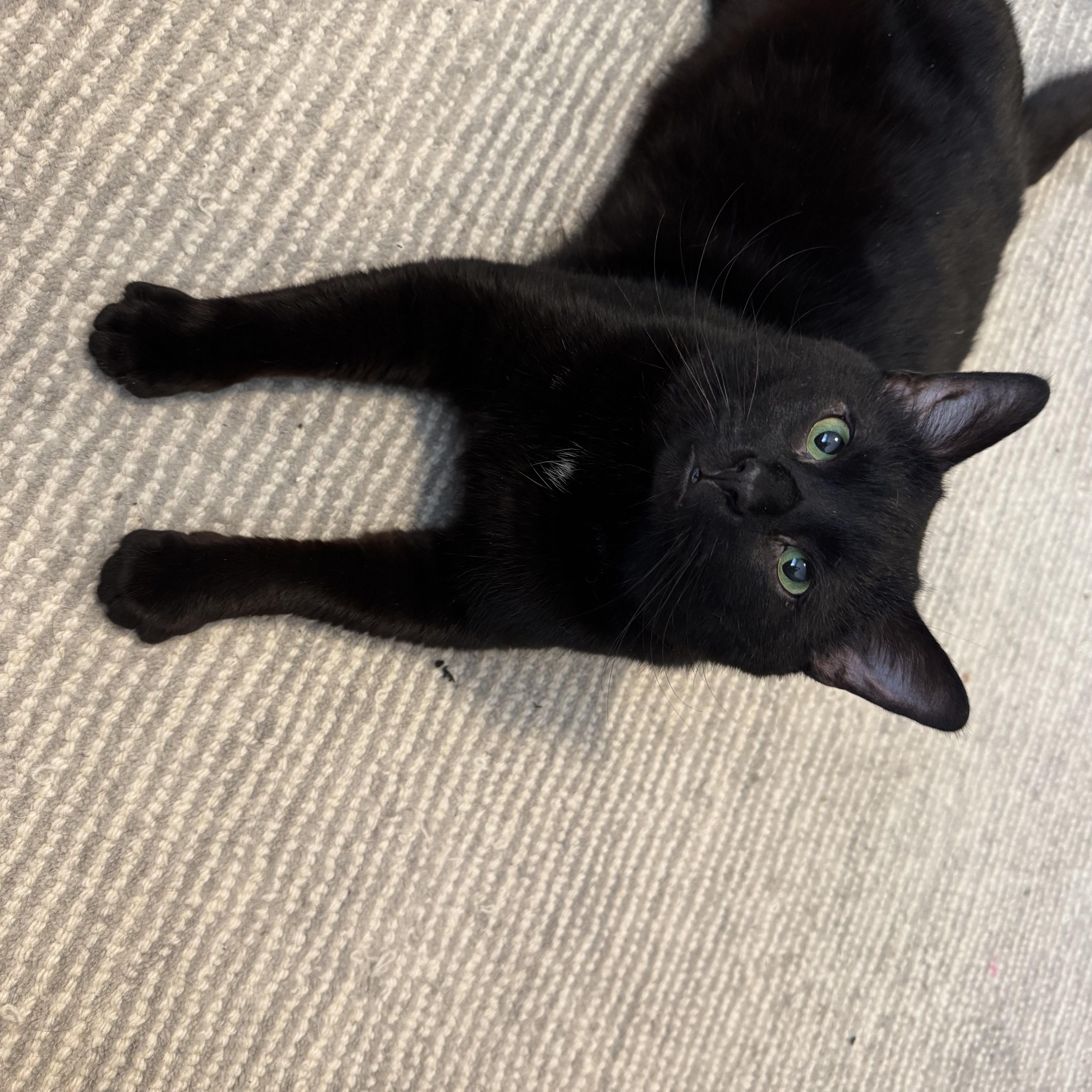 Enlarge Parker, an adopted mixed breed in Mayfield, NY image 5/5