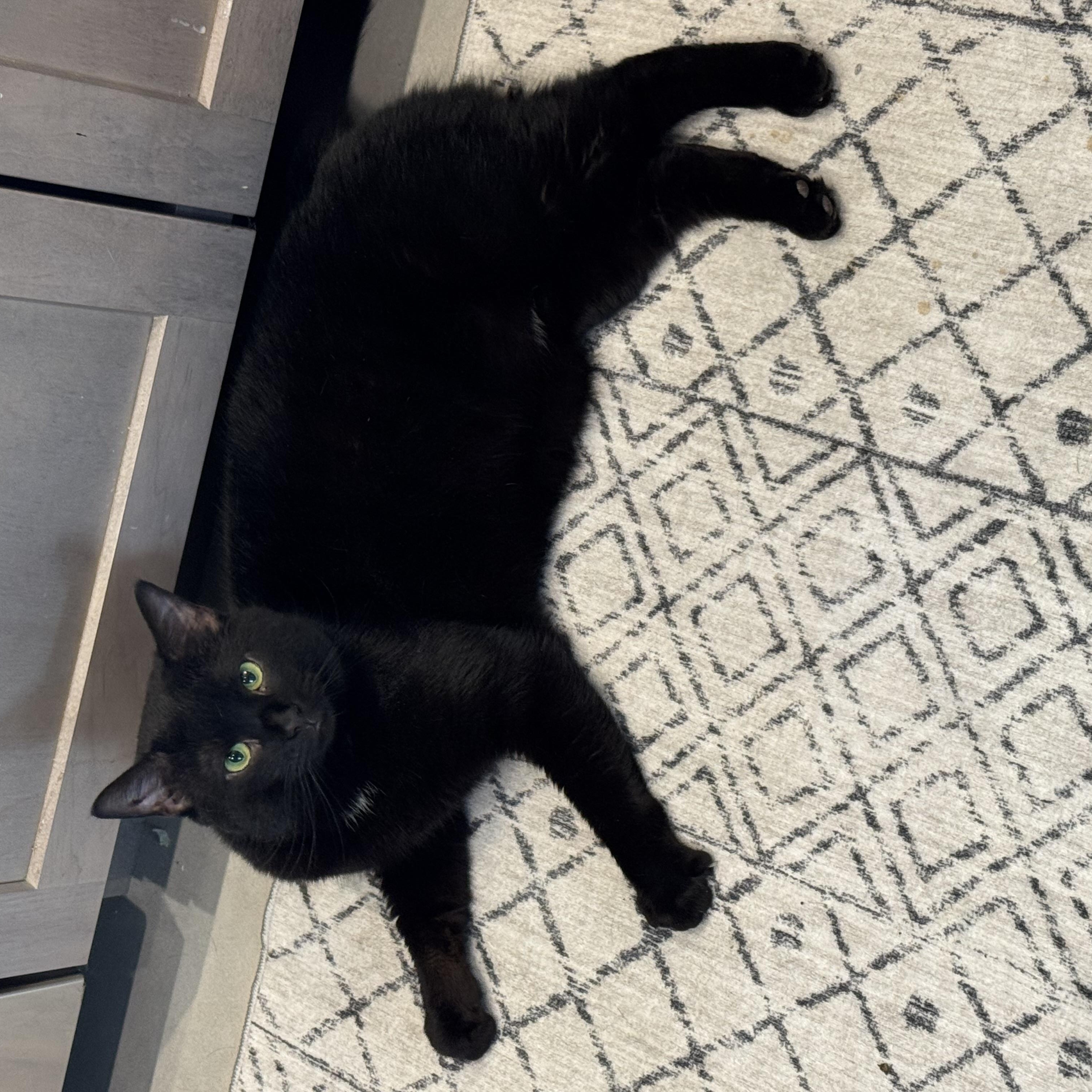 Enlarge Parker, an adopted mixed breed in Mayfield, NY image 2/5