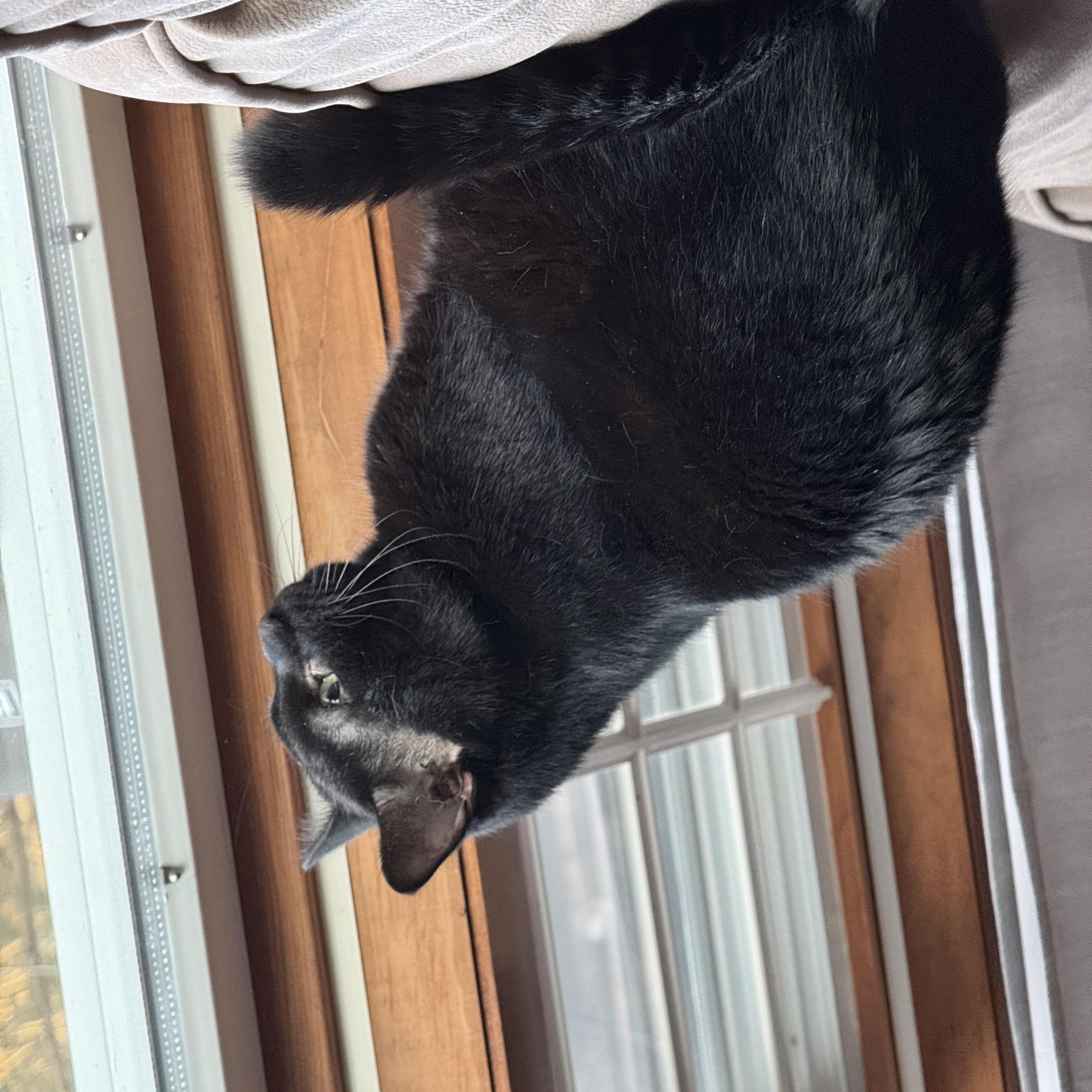 Enlarge Parker, an adopted mixed breed in Mayfield, NY image 4/5