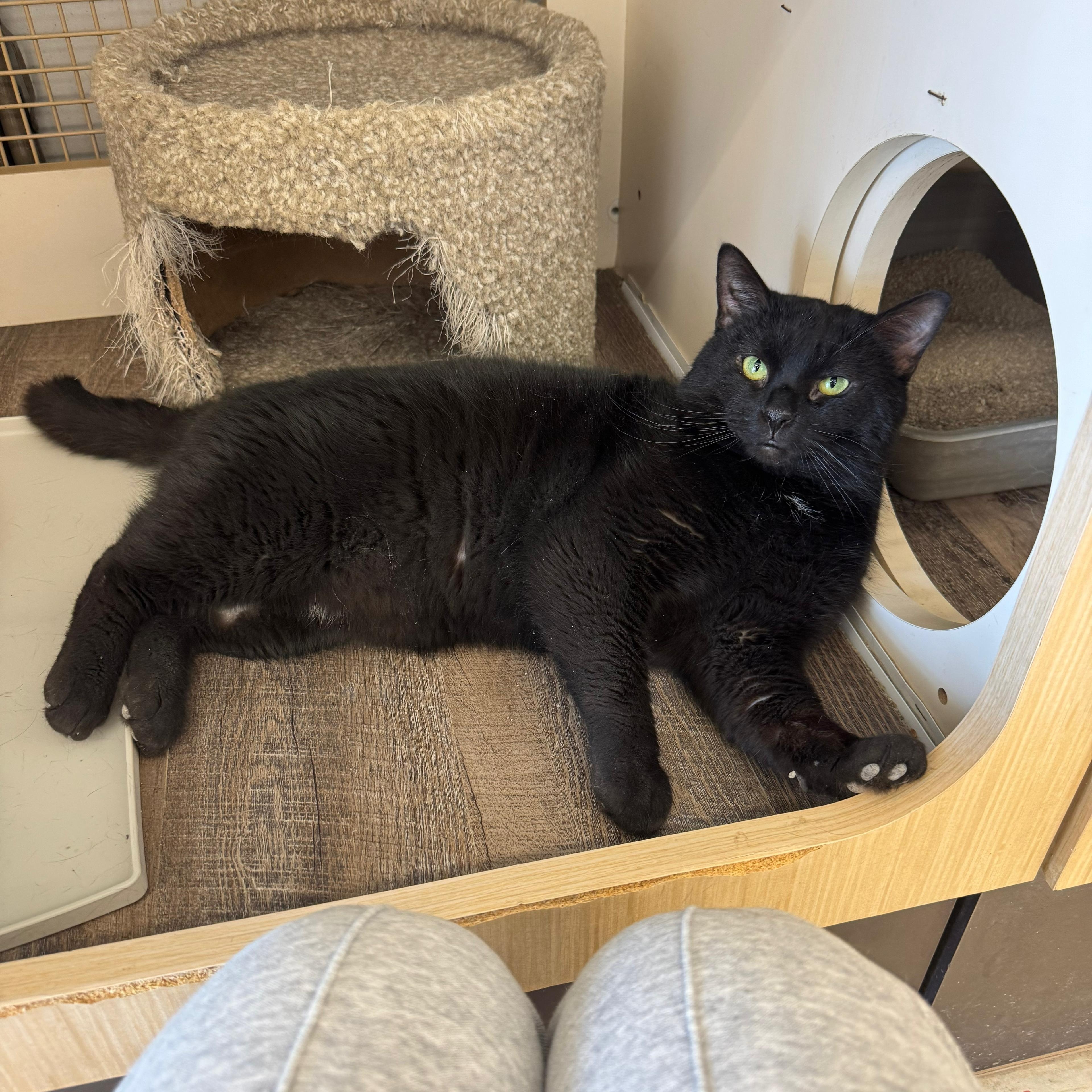 Enlarge Parker, an adopted mixed breed in Mayfield, NY image 3/5