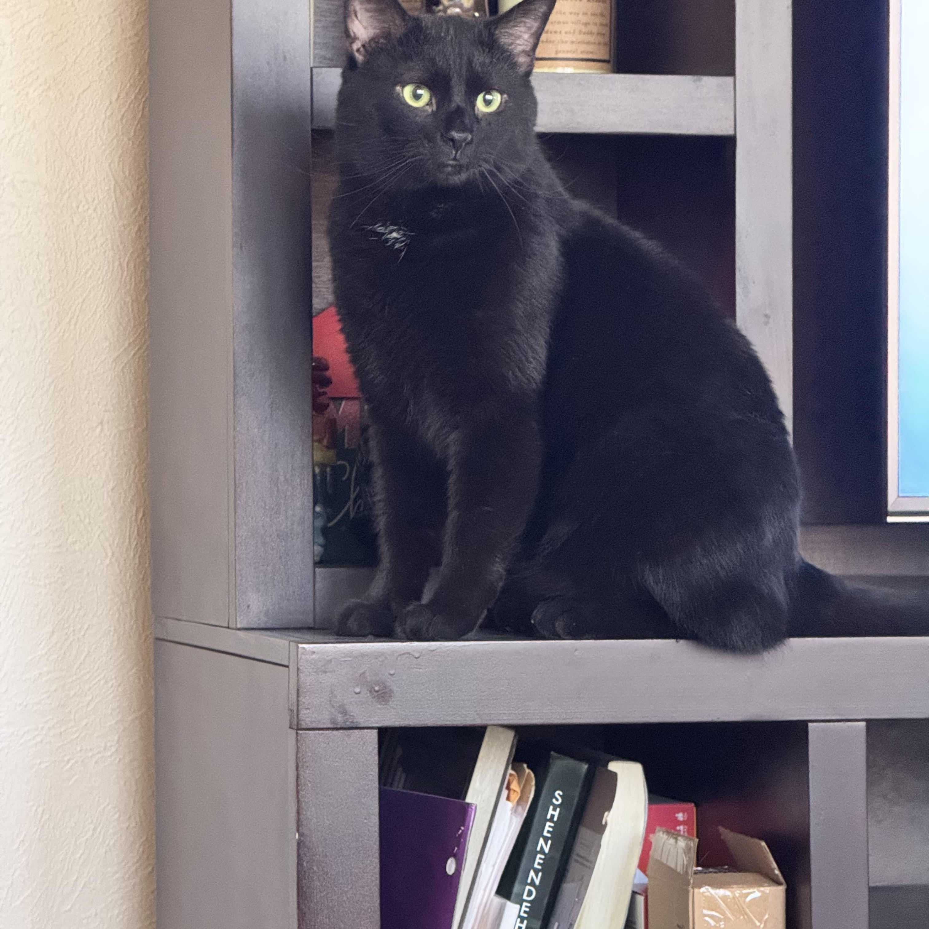 Parker, adopted, Young Male Domestic Short Hair.