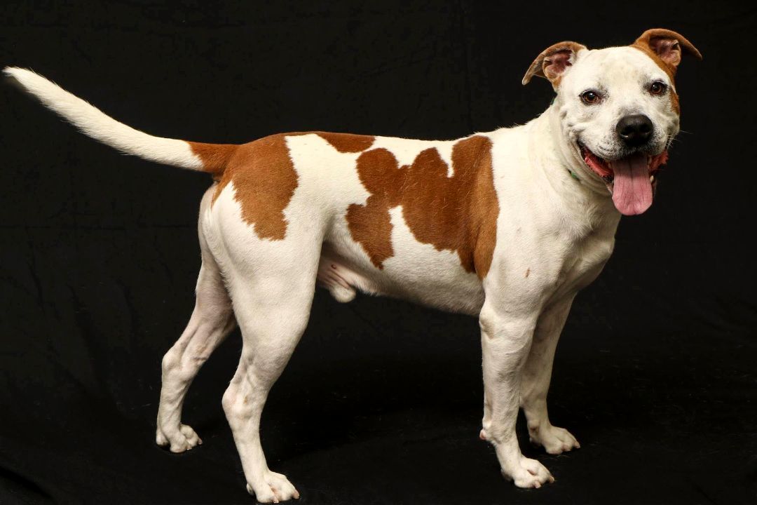 Challenger, Adoptable, Adult Male Pit Bull Terrier.