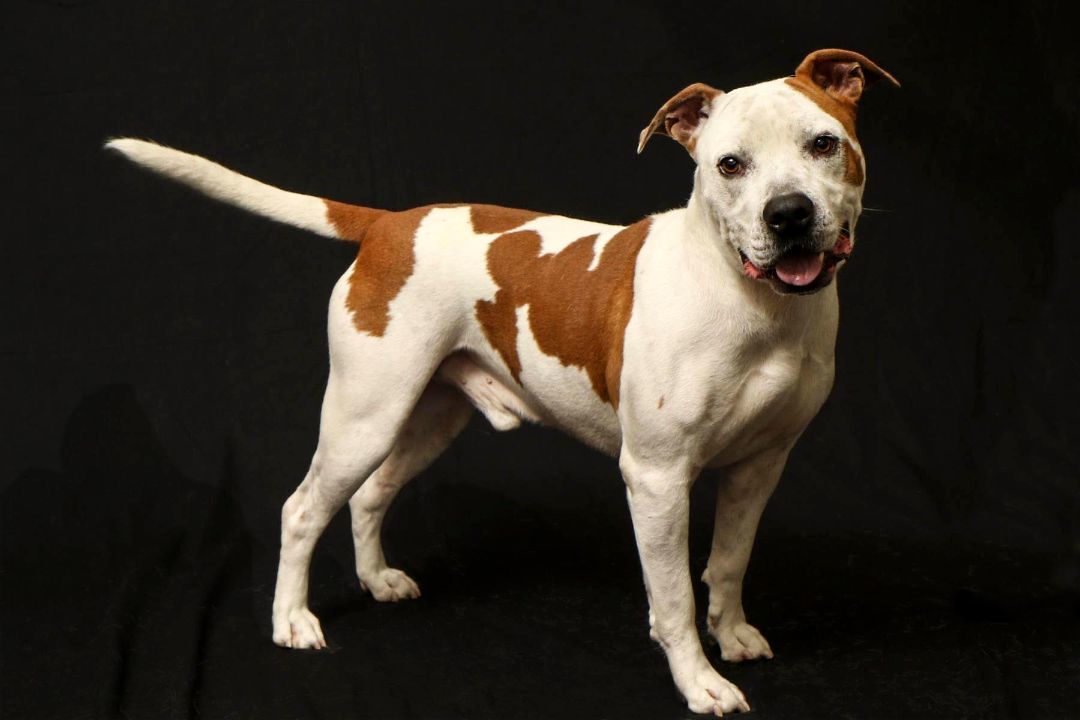 Enlarge Challenger, a Adoptable mixed breed in Cashiers, NC image 2/6